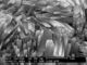 Zeolita natural de Mordenite con la alta silicona al ratio del alúmina para la protección del medio ambiente